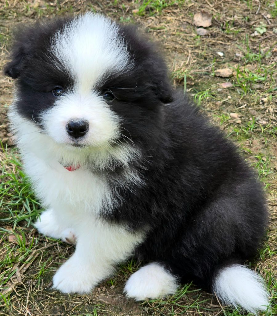 * AYA du Paradis des P'tits Cracks  *