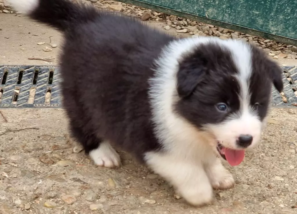 * THAO du Paradis des P'tits Cracks *