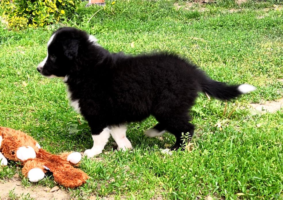 *  PEGGY du Paradis des P'tits Cracks *