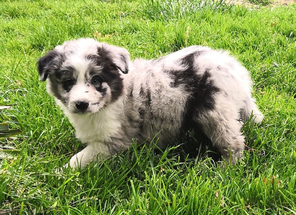 *  PIXAR   du Paradis des P'tits Cracks *