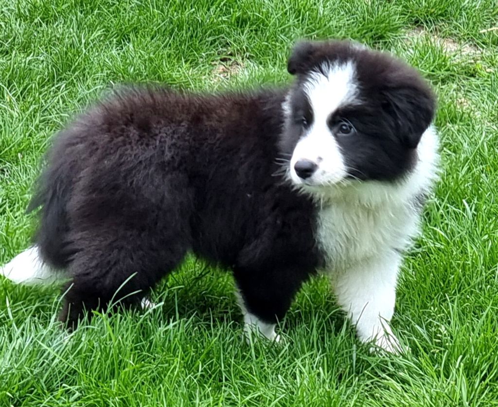 *  TOMMY  du Paradis des P'tits Cracks *