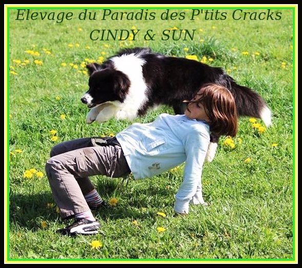 Accueil Elevage Du Paradis Des Ptits Cracks Eleveur De