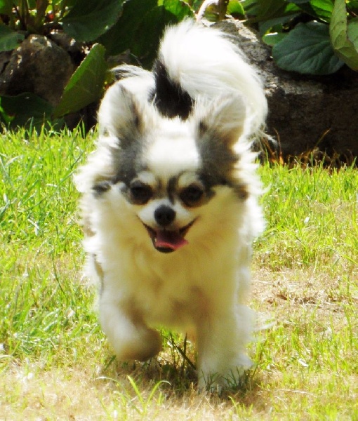 Belle fleur bleue (Sans Affixe) - 1ère EXCELLENTE.