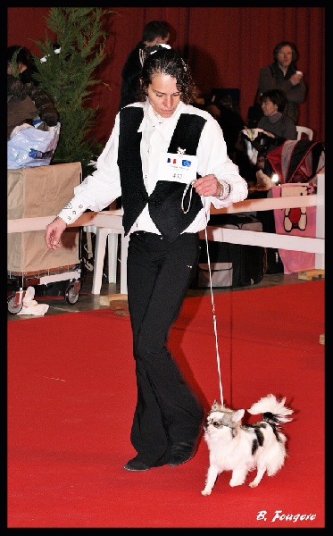 Belle fleur bleue (Sans Affixe) - 3ème EXCELLENTE classe Inter femelles sur 20 concurrentes.