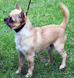 Belle fleur bleue (Sans Affixe) - 1er Excellent - Meilleur de Race. Classe Champions.