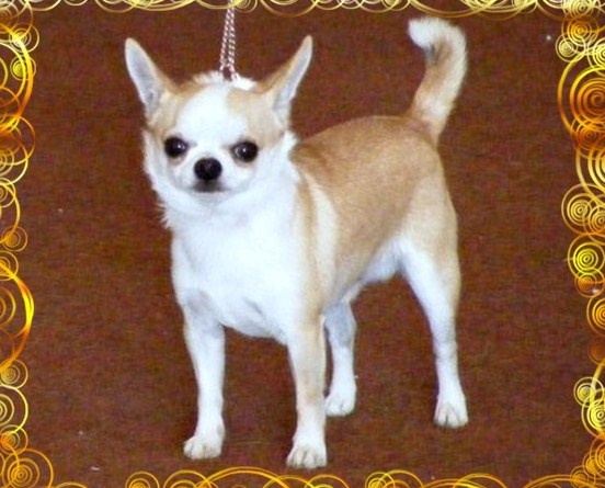 Belle fleur bleue (Sans Affixe) - C.A.C.S - C.A.C.I.B