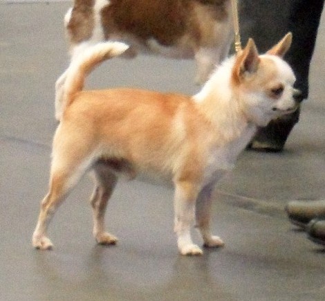 Belle fleur bleue (Sans Affixe) - 3ème EXCELLENT classe Inter Mâles Poil court.