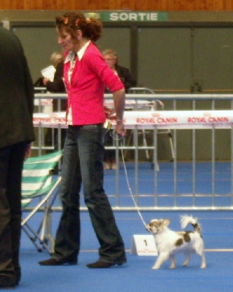 Belle fleur bleue (Sans Affixe) - 1 ère EXCELLENTE - MEILLEURE JEUNE