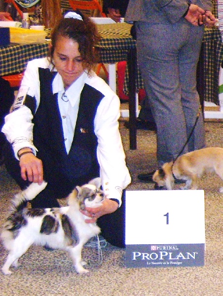 Belle fleur bleue (Sans Affixe) - R.C.A.C.S 1ère EXCELLENTE classe Int Femelles.