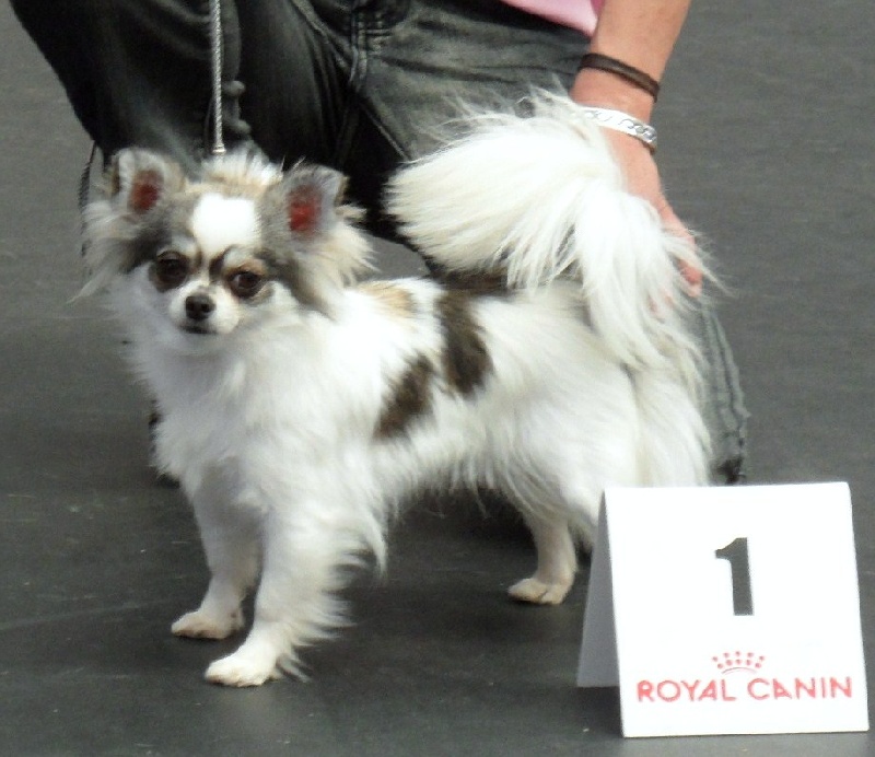 Belle fleur bleue (Sans Affixe) - 1ère EXCELLENTE CACS-BOB classe ouverte Femelles P.Long