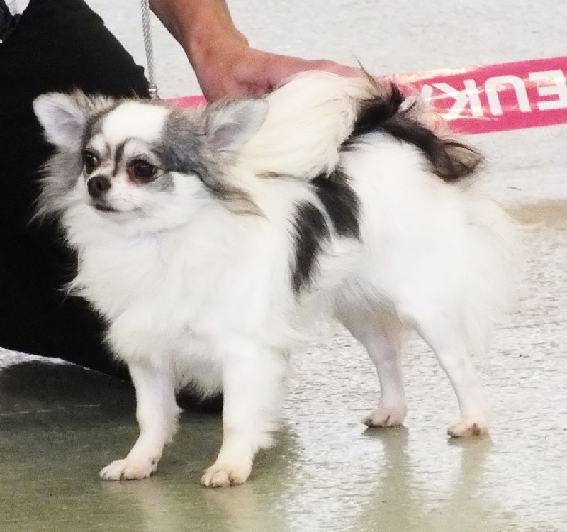 Belle fleur bleue (Sans Affixe) - 2ème Excellente.