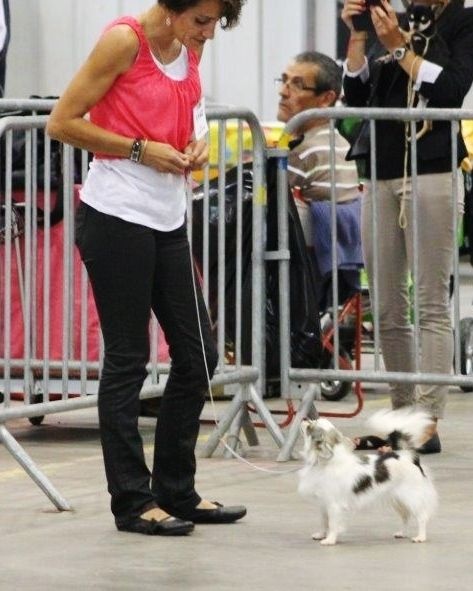 Belle fleur bleue (Sans Affixe) - 2ème EXCELLENTE RCACS - RCACIB