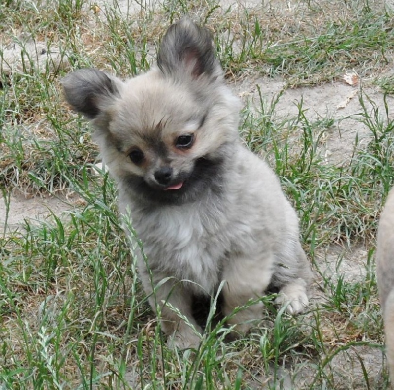 Jimmy du Paradis des P'tits Cracks - Classe puppy 1ère expo Prometteur.