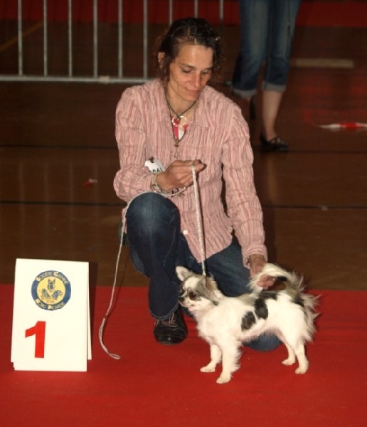 Belle fleur bleue (Sans Affixe) - 1ère EXCELLENTE et MEILLEUR JEUNE.