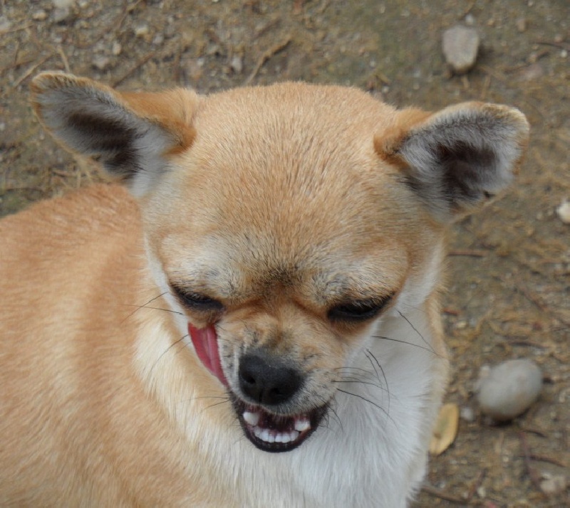 Belle fleur bleue (Sans Affixe) - EXCELLENT Classe jeune Femelle P.Court.