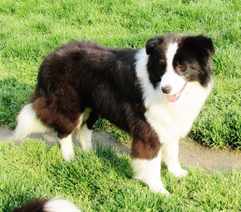 CH. Legend best star laska du Paradis des P'tits Cracks - 1ère expo. 1ère Excellente et Championne de France Jeunes Femelles.