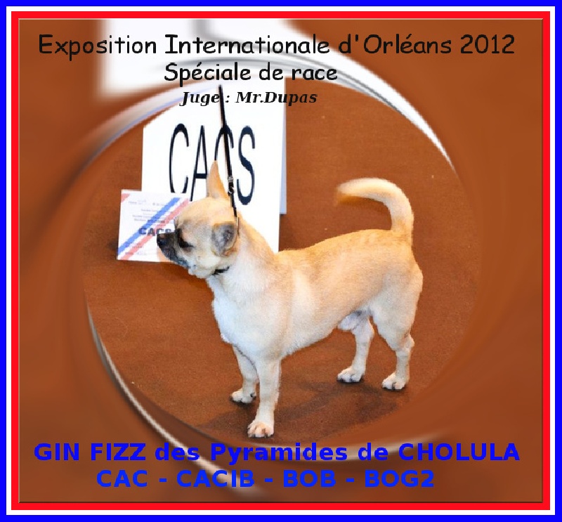 Belle fleur bleue (Sans Affixe) - -1er Excellent CAC- CACIB .BOB.BOG2