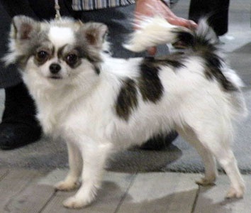 Belle fleur bleue (Sans Affixe) - 1ère EXCELLENTE R.C.A.C.S. R.C.A.C.I.B. à 20 mois sur 14 concurrentes.