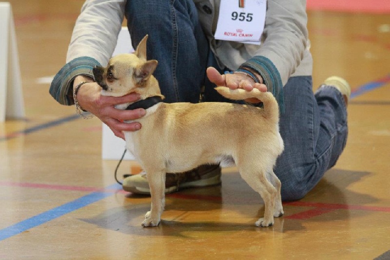 Belle fleur bleue (Sans Affixe) - 1er EXCELLENT Classe Jeunes mâles poil court.