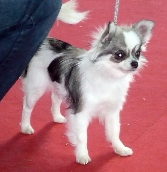 Belle fleur bleue (Sans Affixe) - 1 ère EXCELLENTE