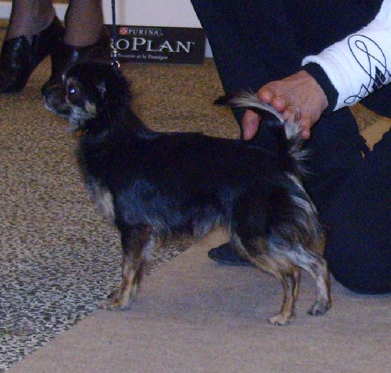 Belle fleur bleue (Sans Affixe) - 3ème EXCELLENTE classe Jeunes femelles.