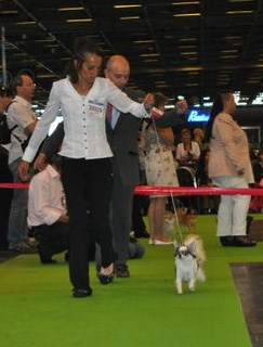 Belle fleur bleue (Sans Affixe) - EXCELLENTE Classe Ouverte Femelles P.Long.