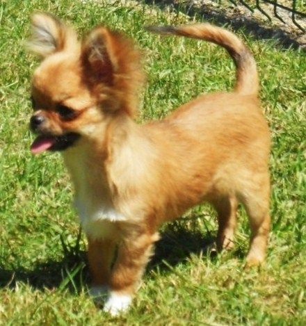 Belle fleur bleue (Sans Affixe) - Très Prometteur