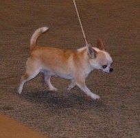 Belle fleur bleue (Sans Affixe) - 2ème EXCELLENT classe int. mâles p.court