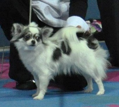 Belle fleur bleue (Sans Affixe) - EXCELLENT Classe Ouverte poil long.