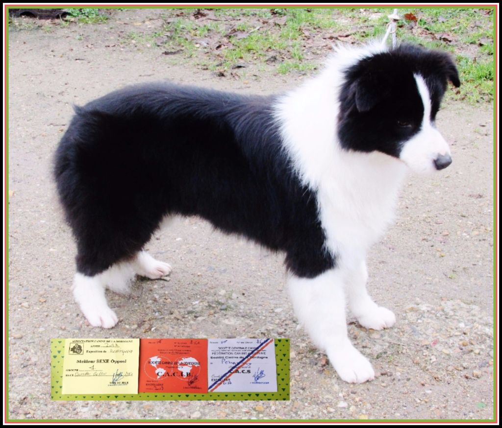 CH. Legend best star laska du Paradis des P'tits Cracks - 1ère Excellente. CACS - CACIB - BOS.