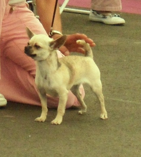 Friponne rips naughty paradise (Sans Affixe) - 1ère Très bon, Jeune Femelles poil court.