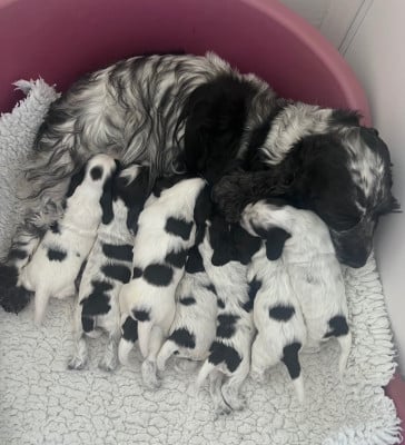 Les chiots de Cocker Spaniel Anglais