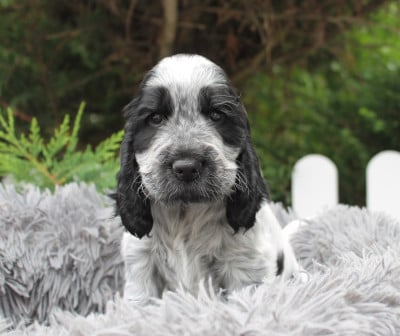 Les chiots de Cocker Spaniel Anglais