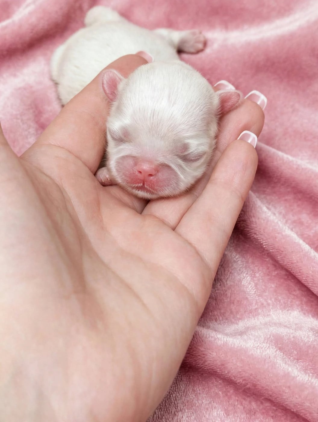 CHIOT 2