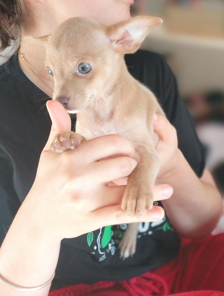 Apollon  ( Dieu de la lumière de la poésie Grec )