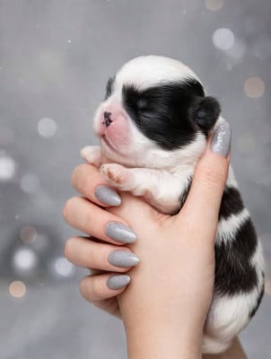 Les chiots de Epagneul Japonais