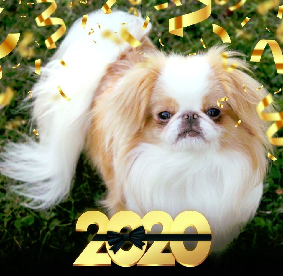 Accueil Elevage Du Dieu De La Lumiere Eleveur De Chiens