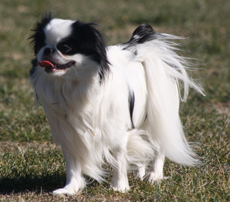 Eden des Sentiers d'Emeraude - 1 er EXELENTE intermediaire - 4kg