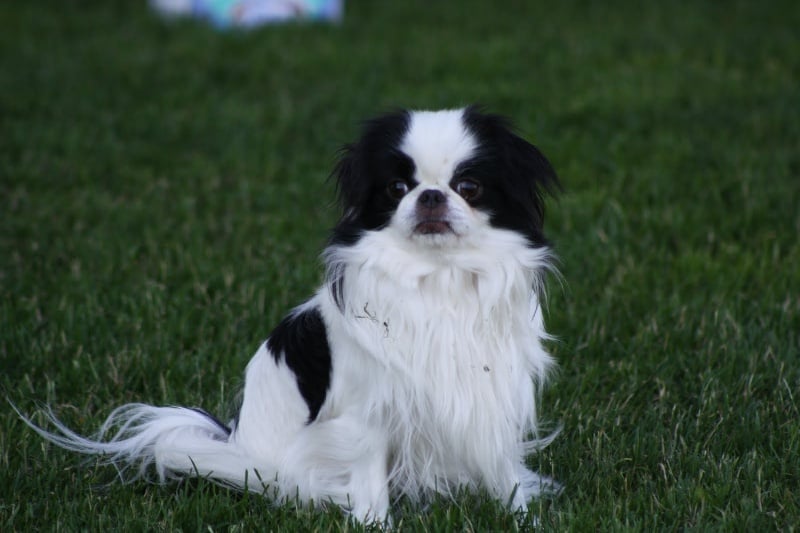 Eden des Sentiers d'Emeraude - 1ER EX CACS -4kg