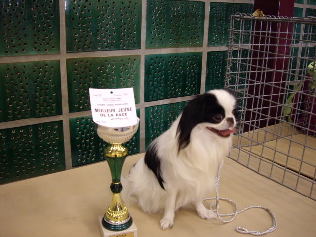 Eden des Sentiers d'Emeraude - 1er Exellent jeune -4 kg et meilleur de raçe