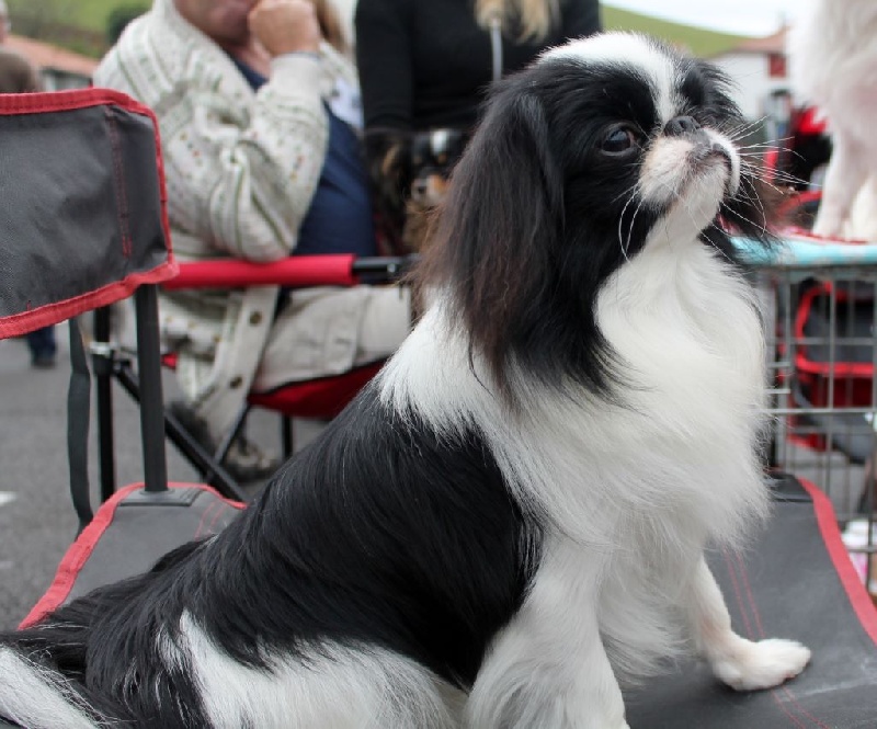 simsalachin Sono luca - 1 EX Jeune