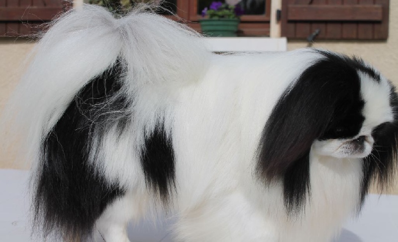 Hinode-hikari-fairy du Dieu de la Lumiere - RCACS RCACIB