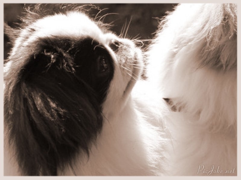 Hinode-hikari-fairy du Dieu de la Lumiere - 1er très prometteur Best puppy