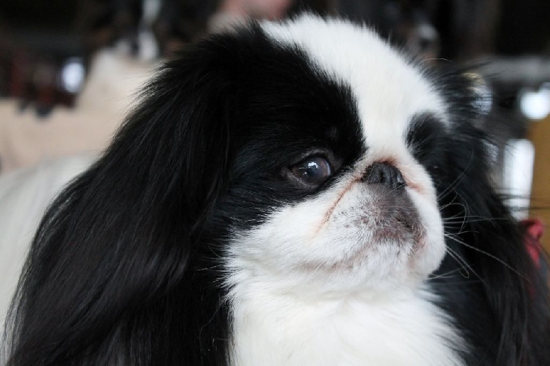 Hinode-hikari-fairy du Dieu de la Lumiere - 1er ex CACS-RCACIB