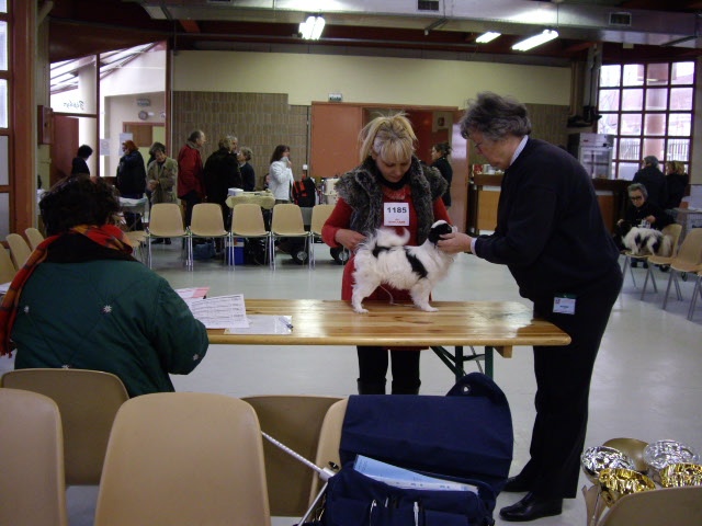 Eden des Sentiers d'Emeraude - Prometteur puppy