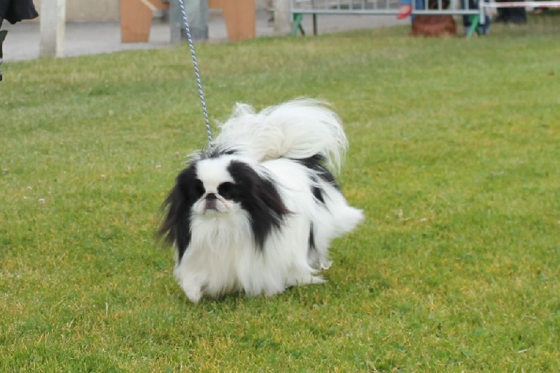 Hinode-hikari-fairy du Dieu de la Lumiere - 1er ex CACS et BOB