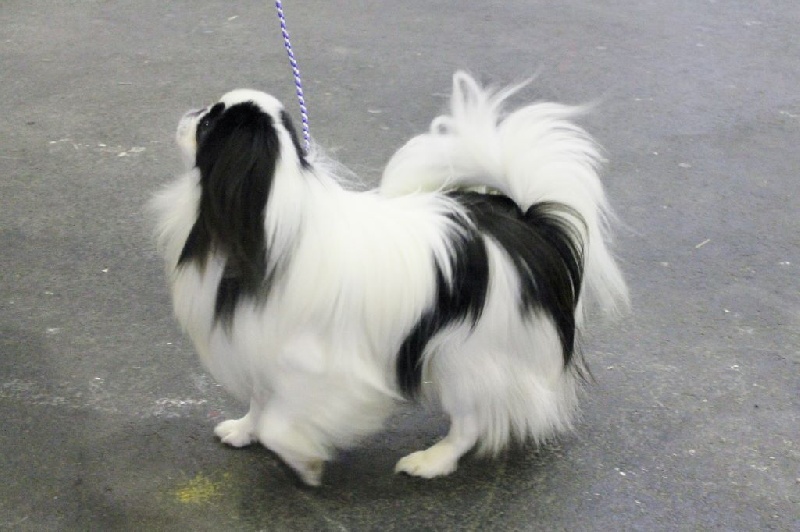 Hinode-hikari-fairy du Dieu de la Lumiere - 1er ex CACS et BOB