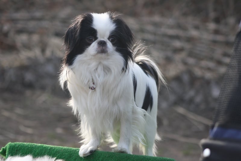 Eden des Sentiers d'Emeraude - 1 er EXELENTE intermediaire - 4kg