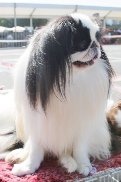 Hinode-hikari-fairy du Dieu de la Lumiere - 1er ex CACS et BOB classe ouverte Mâle +4kg