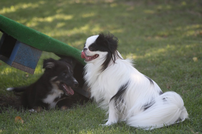 Eden des Sentiers d'Emeraude - 2 ém ex en intermédiare -4kg